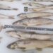 FOTO Bărbați bănuiți de braconaj piscicol, prinși în flagrant de polițiști pe raza localității Fundu Moldovei, pe albia râului Moldova