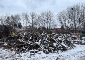 Primăria Suceava distribuie gratuit lemne de foc, rezultate din toaletarea arborilor din oraș, familiilor aflate în dificultate: „Peste 20 de familii vor beneficia de acest sprijin”