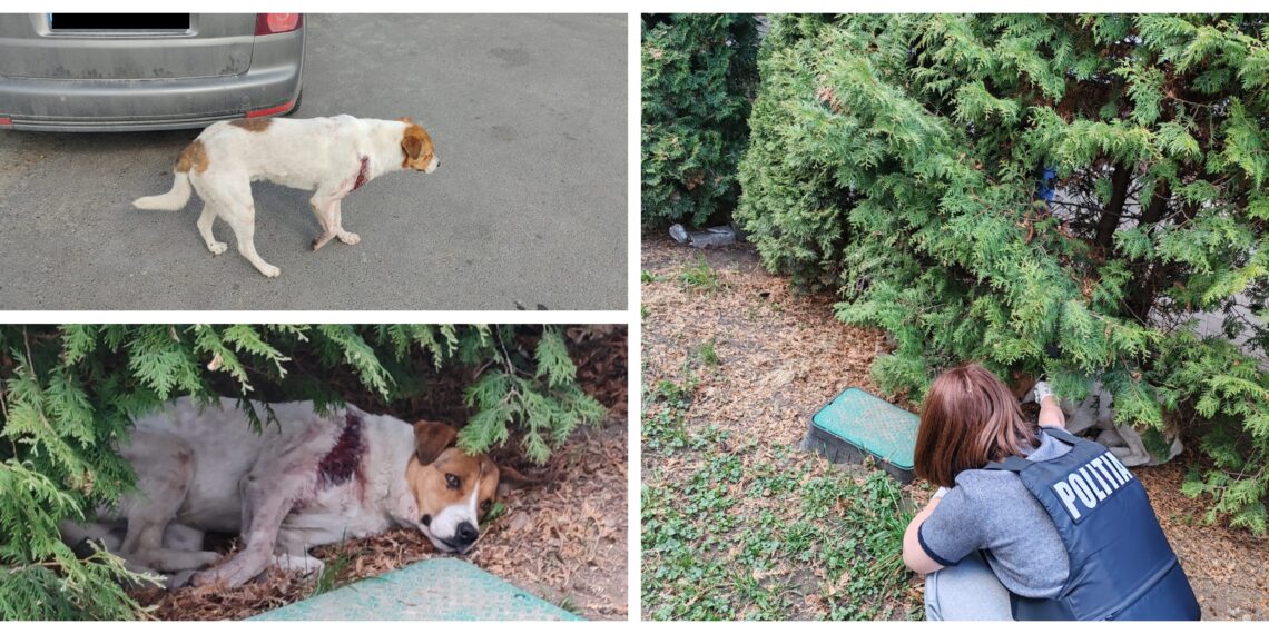 ”Vânătorul fantomă” de la depozitele de pe strada Mitocului lovește din nou, sfidând Poliția care nu-i poate da de urmă. Ținta alicelor a fost un câine cipat și nesterilizat, al Primăriei Suceava