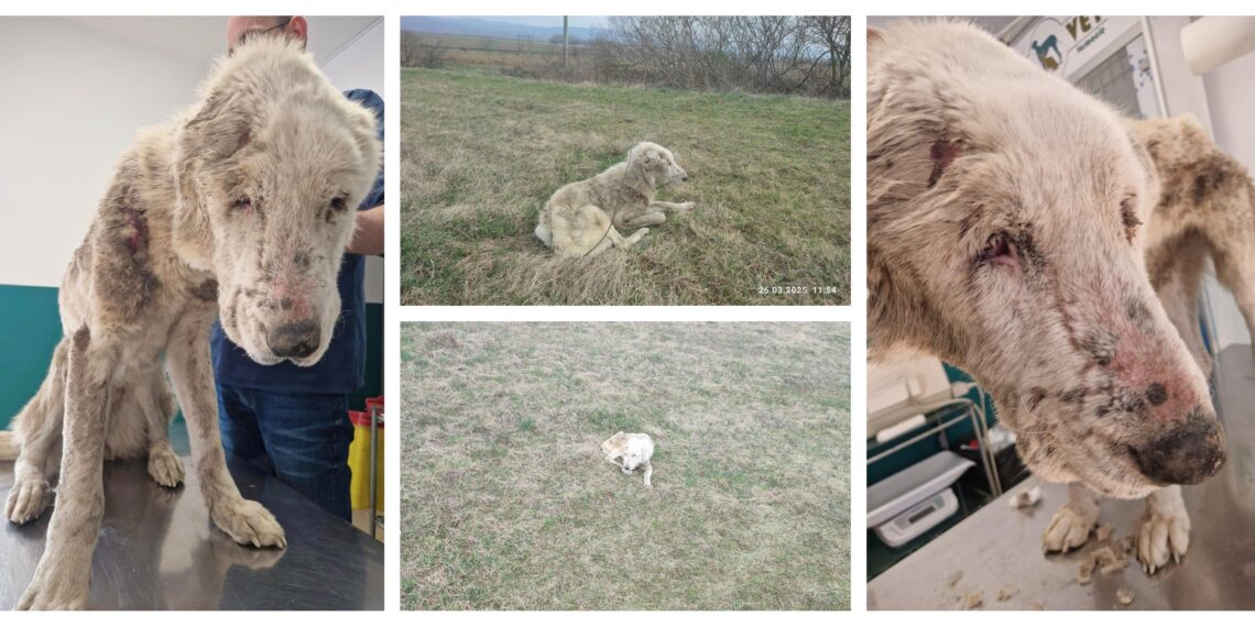 O cățea bătrână, rănită și uscată de foame, târâtă de o căruță în Dolhasca, a fost salvată de Asociația ”Casa lui Patrocle”, datorită unui trecător: ”Au legat-o de o căruță și au târâit-o în bătaie de joc”