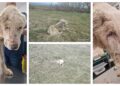 O cățea bătrână, rănită și uscată de foame, târâtă de o căruță în Dolhasca, a fost salvată de Asociația ”Casa lui Patrocle”, datorită unui trecător: ”Au legat-o de o căruță și au târâit-o în bătaie de joc”