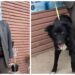 Gest impresionant! Un bătrân de 92 de ani a adoptat un câine de la Adăpostul Public Suceava: ”Ne-a luminat ziua, gândurile, optimismul și mai ales speranța că se poate”