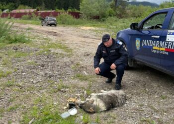 Dosar penal pentru o femeie de 64 de ani care a târât cu mașina, legat cu un cablu electric, un câine rănit prin Stulpicani. Voia să-l abandoneze pe malul unui pârâu