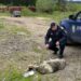 Dosar penal pentru o femeie de 64 de ani care a târât cu mașina, legat cu un cablu electric, un câine rănit prin Stulpicani. Voia să-l abandoneze pe malul unui pârâu