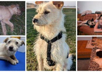 Povestea lui Floki, un cățel lovit de mașină și lăsat să zacă la marginea unui drum, salvat de Asociația „Casa lui Patrocle” și adoptat de o familie din Belgia