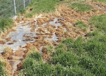 Firmă de procesare a laptelui din Suceava, amendată cu 40.000 de lei pentru evacuarea neconformă a apelor uzate tehnologice