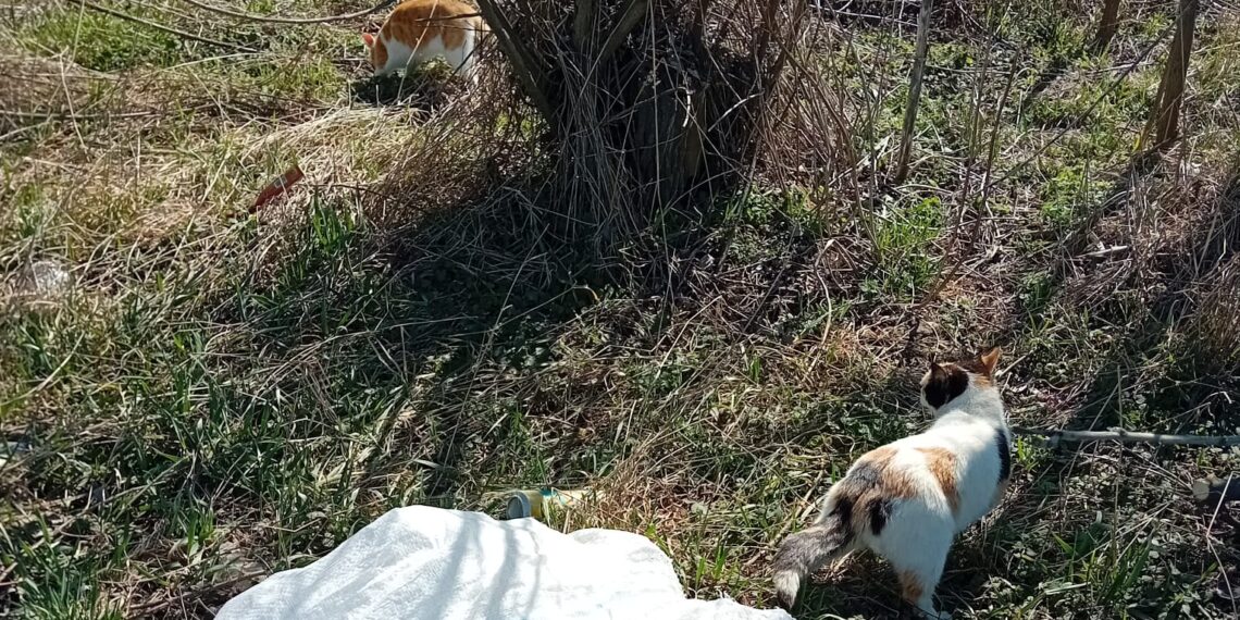 Bărbat din Țibeni, filmat în timp ce aruncă pe marginea drumului un sac în care se aflau două pisici. Polițiștii l-au amendat cu 3.000 de lei