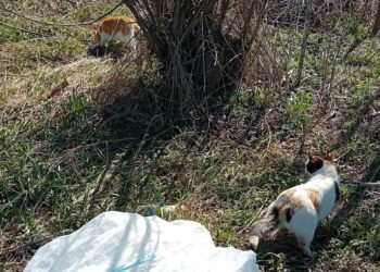 Bărbat din Țibeni, filmat în timp ce aruncă pe marginea drumului un sac în care se aflau două pisici. Polițiștii l-au amendat cu 3.000 de lei