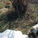 Bărbat din Țibeni, filmat în timp ce aruncă pe marginea drumului un sac în care se aflau două pisici. Polițiștii l-au amendat cu 3.000 de lei