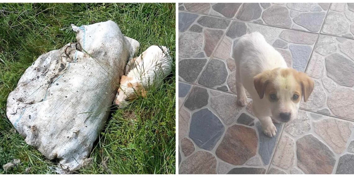 Dovadă de bunătate rară, după un gest de o cruzime revoltătoare! Un pui de câine a scăpat din sacul morții ros de mama lui înainte să moară. A fost găsit lângă trupul ei și adoptat de o femeie cu suflet mare