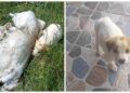 Dovadă de bunătate rară, după un gest de o cruzime revoltătoare! Un pui de câine a scăpat din sacul morții ros de mama lui înainte să moară. A fost găsit lângă trupul ei și adoptat de o femeie cu suflet mare