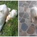 Dovadă de bunătate rară, după un gest de o cruzime revoltătoare! Un pui de câine a scăpat din sacul morții ros de mama lui înainte să moară. A fost găsit lângă trupul ei și adoptat de o femeie cu suflet mare