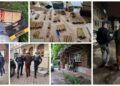 Fost șef al AJVPS Suceava, reținut după ce a împușcat un câine fără stăpân în Lisaura. Polițiștii au descoperit la domiciliul acestuia peste 1.000 de cartușe deținute ilegal, substanțe toxice și pulberi folosite la vânătoare