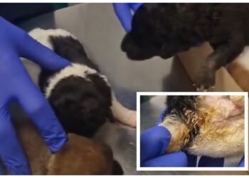 Patru pui de câine, abandonați într-o pădure și mâncați de vii de viermi. O femeie i-a găsit culegând soc. Doi au murit, iar ceilalți pot fi salvați dacă vor fi adoptați