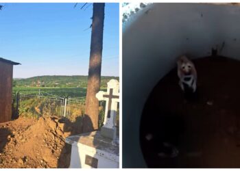 Scene greu de privit lângă Rădăuți. Trei pui de pisică, aruncați într-o budă din cimitir și lăsați să-și aștepte moartea