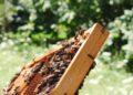Primul tău stup – 3 întrebări importante înainte de a-l cumpăra