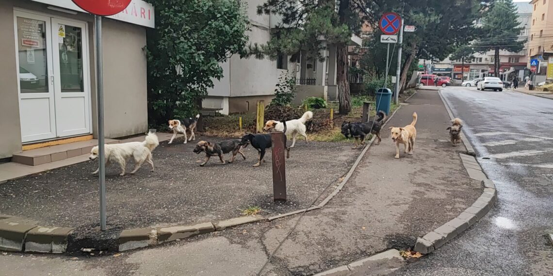 Primăria Suceava acuză cetățenii din localitățile vecine că abandonează câini în oraș: „Suceava nu este doar a Primăriei. Suceava este și a autorităților și a tuturor cetățenilor”