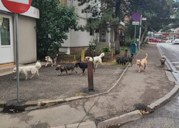 Primăria Suceava acuză cetățenii din localitățile vecine că abandonează câini în oraș: „Suceava nu este doar a Primăriei. Suceava este și a autorităților și a tuturor cetățenilor”