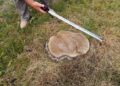 Primărie amendată cu 55.000 lei pentru tăierea ilegală a arborilor dintr-un spațiu verde. Garda de Mediu Suceava refuză să spună care