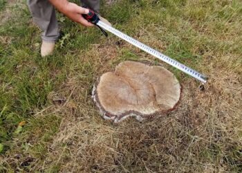 Primărie amendată cu 55.000 lei pentru tăierea ilegală a arborilor dintr-un spațiu verde. Garda de Mediu Suceava refuză să spună care