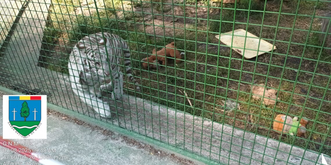 Garda de Mediu Suceava cere populației să nu mai viziteze grădina zoologică de la Zaharești, unde se află primul ligru din România. Administratorul a fost amendat cu 15.000 de lei: ”Este un loc care poate deveni nesigur și care nu se supune nici unei norme de autorizare comercială, de mediu, sau de alt tip”