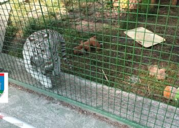 Garda de Mediu Suceava cere populației să nu mai viziteze grădina zoologică de la Zaharești, unde se află primul ligru din România. Administratorul a fost amendat cu 15.000 de lei: ”Este un loc care poate deveni nesigur și care nu se supune nici unei norme de autorizare comercială, de mediu, sau de alt tip”