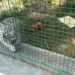 Garda de Mediu Suceava cere populației să nu mai viziteze grădina zoologică de la Zaharești, unde se află primul ligru din România. Administratorul a fost amendat cu 15.000 de lei: ”Este un loc care poate deveni nesigur și care nu se supune nici unei norme de autorizare comercială, de mediu, sau de alt tip”