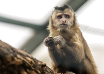 Copil de 4 ani, mușcat de o maimuță la Zoo „Arca lui Noe” din Zaharești. Părinții au ignorat avertismentele, iar micuța a plătit prețul