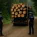Bilanțul acțiunilor IPJ Suceava împotriva Mafiei Lemnului, în primele 6 luni din 2025. 83 de dosare penale, peste 3.300 mc de lemn confiscat și 8 vehicule indisponibilizate