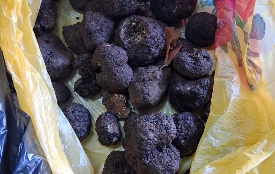 ”Vânători” de trufe, amendați cu peste 2.000 de lei fiecare, după ce au dat nas în nas cu jandarmii în pădure. 2,6 kilograme de trufe au fost confiscate