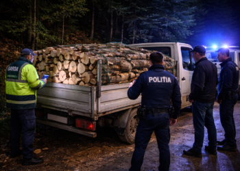 Transport ilegal de lemn depistat la Broșteni. Șofer amendat cu 4.000 de lei și aproape 4 metri cubi de lemn confiscați