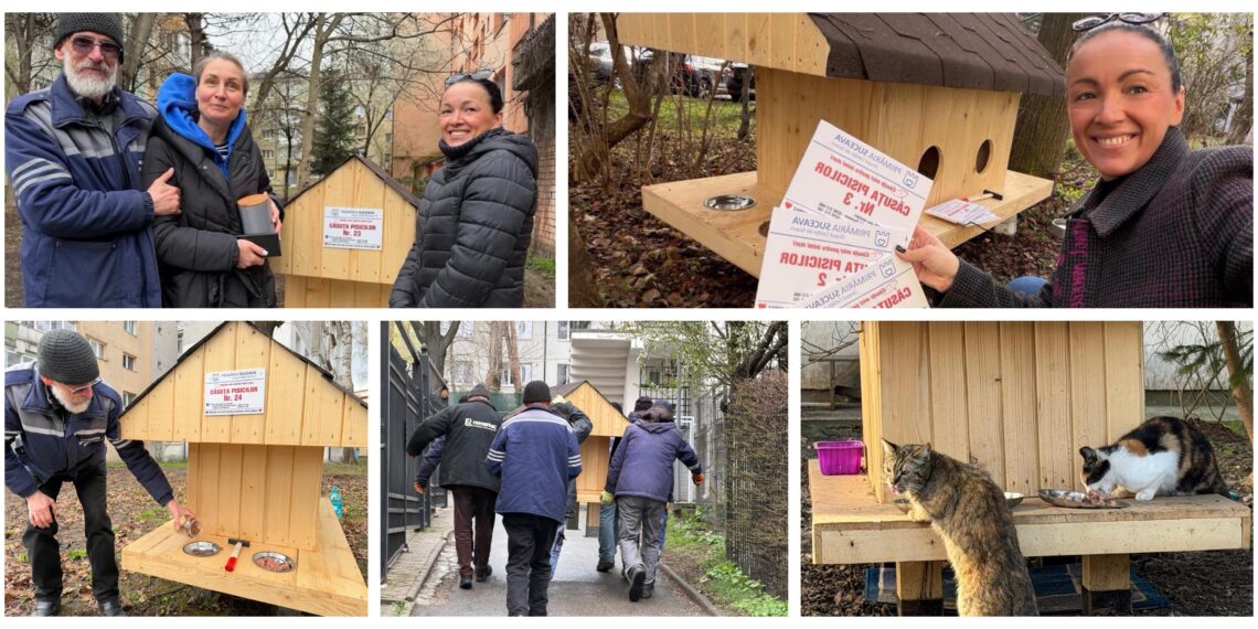 Joia Mare, zi de bucurie pentru pisicile fără stăpân din Suceava. A fost demarată a treia tură de amplasare a căsuțelor
