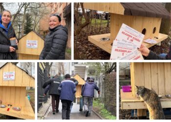 Joia Mare, zi de bucurie pentru pisicile fără stăpân din Suceava. A fost demarată a treia tură de amplasare a căsuțelor