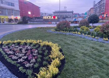 Primăria Suceava dă startul plantărilor. Circa 27.000 de flori vor colora orașul