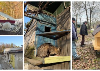 Intervenție pentru pisicile din zona Cartodrom, rămase fără adăpost după demolarea garajelor: „Nu este suficient să hrănim pisicile, trebuie să le și sterilizăm”