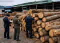 Firmă din Râșca, prinsă cu peste 36 de metri cubi de lemn fără proveniență legală. Materialul lemnos, în valoare de peste 19.000 de lei, a fost confiscat