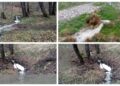 Firmă din industria lactatelor, amendată cu 60.000 de lei după ce a poluat un pârâu. Garda de Mediu ține la secret numele și localitatea