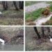 Firmă din industria lactatelor, amendată cu 60.000 de lei după ce a poluat un pârâu. Garda de Mediu ține la secret numele și localitatea