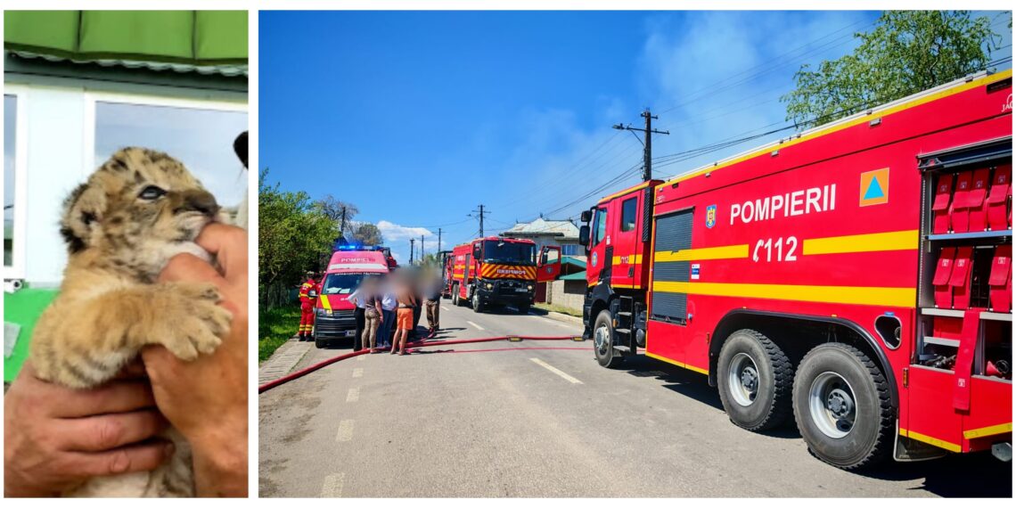 UPDATE! Ligrul de la Zaharești și un fazan au murit în incendiul izbucnit la grădina zoologică. Pompierii au reușit să salveze celelalte animale