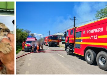 UPDATE! Ligrul de la Zaharești și un fazan au murit în incendiul izbucnit la grădina zoologică. Pompierii au reușit să salveze celelalte animale