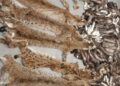 Un grec a încercat să intre în România cu peste 200 de piei din blană de jder și râs, în valoare de circa 85.000 de lei