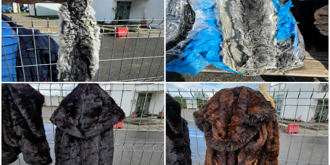 Peste 130 de piei de șinșilă și cinci haine din blană de nurcă, găsite ascunse în cabina unui camion, în PTF Vicovu de Sus. Șofer ucrainean, amendat și cercetat penal