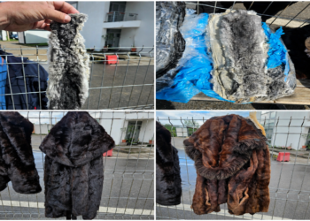 Peste 130 de piei de șinșilă și cinci haine din blană de nurcă, găsite ascunse în cabina unui camion, în PTF Vicovu de Sus. Șofer ucrainean, amendat și cercetat penal