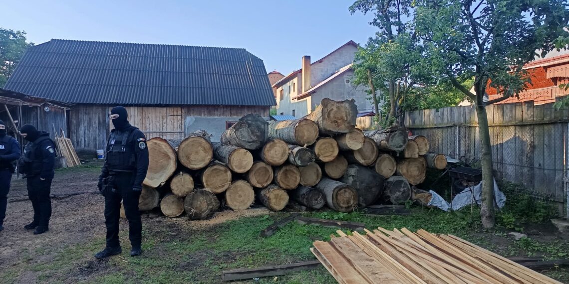 Opt percheziții la Stulpicani, într-un dosar de infracțiuni silvice. Pădurar și administrator de firmă, puși sub control judiciar după o anchetă privind tăierea ilegală a peste 500 de metri cubi de lemn. Prejudiciul depășește 500.000 de lei