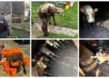 Grajdul morții din Putna! În ziua condamnării definitive a proprietarului pentru piatra aruncată în buldoexcavatorul Primăriei, polițiștii au găsit viței, câini și pisici înfometați. Doi viței erau morți, iar al treilea a murit în fața salvatorilor