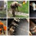 Grajdul morții din Putna! În ziua condamnării definitive a proprietarului pentru piatra aruncată în buldoexcavatorul Primăriei, polițiștii au găsit viței, câini și pisici înfometați. Doi viței erau morți, iar al treilea a murit în fața salvatorilor