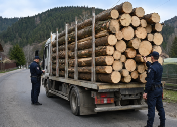 Condamnare definitivă pentru un transport ilegal de aproape 16 metri cubi de lemn. Șoferul a primit șase luni de închisoare cu suspendare, iar firma o amendă penală