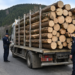 Condamnare definitivă pentru un transport ilegal de aproape 16 metri cubi de lemn. Șoferul a primit șase luni de închisoare cu suspendare, iar firma o amendă penală