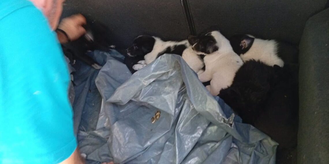 ”AJUNGE!”. Adăpostul Public Suceava reclamă abandonarea câinilor aduși din alte localități, după ce mai mulți căței au fost lăsați la marginea municipiului: ”Nu putem deveni adăpostul întregului județ!”
