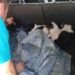”AJUNGE!”. Adăpostul Public Suceava reclamă abandonarea câinilor aduși din alte localități, după ce mai mulți căței au fost lăsați la marginea municipiului: ”Nu putem deveni adăpostul întregului județ!”